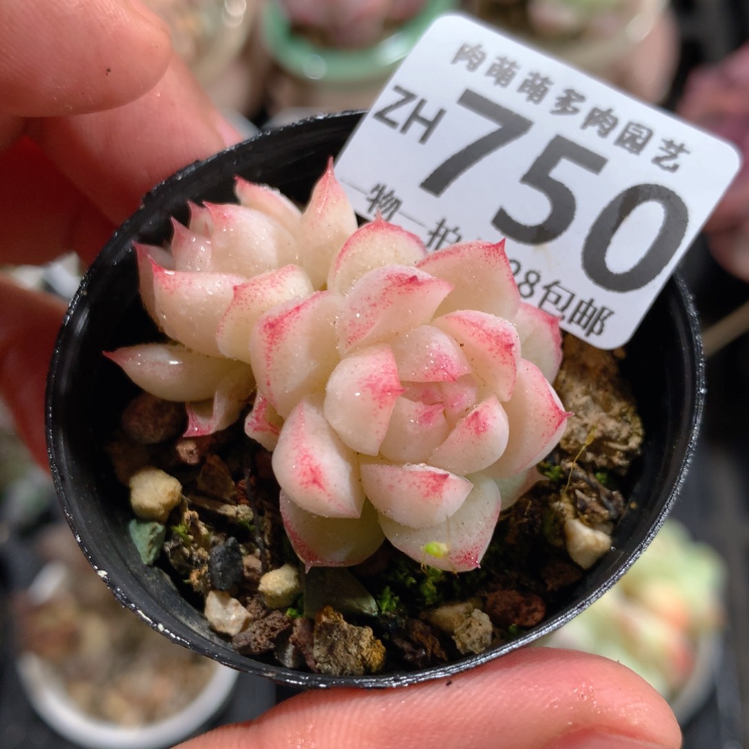 5CM拇指盆精控多肉ZH750