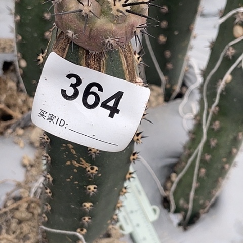 西***居364号袖蒲接黑王丸