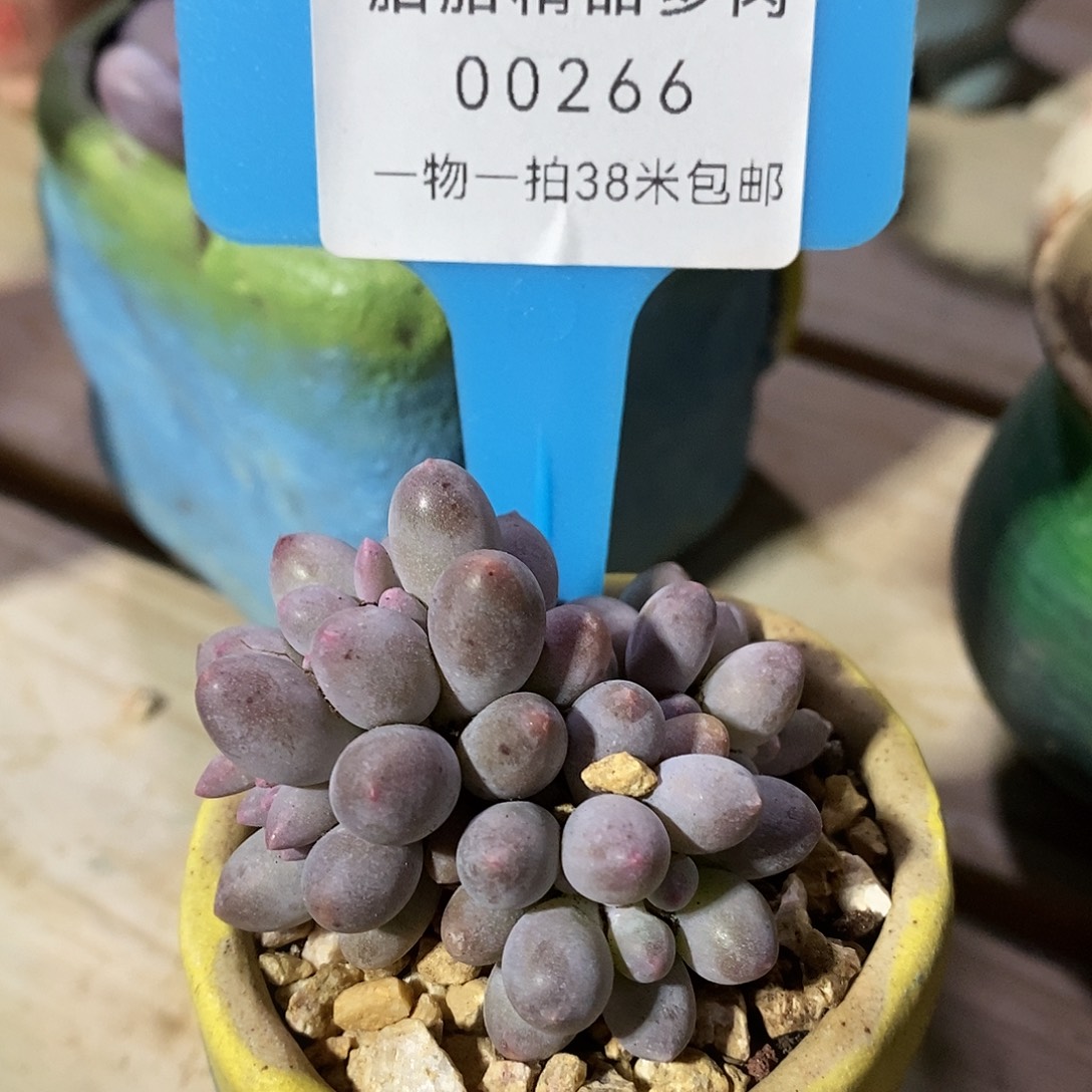 00266，哦他所几咯哦我