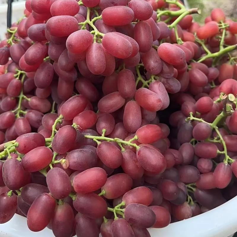 克伦生葡萄无籽红提爆甜多汁硬脆新鲜当季水果2斤装山西省