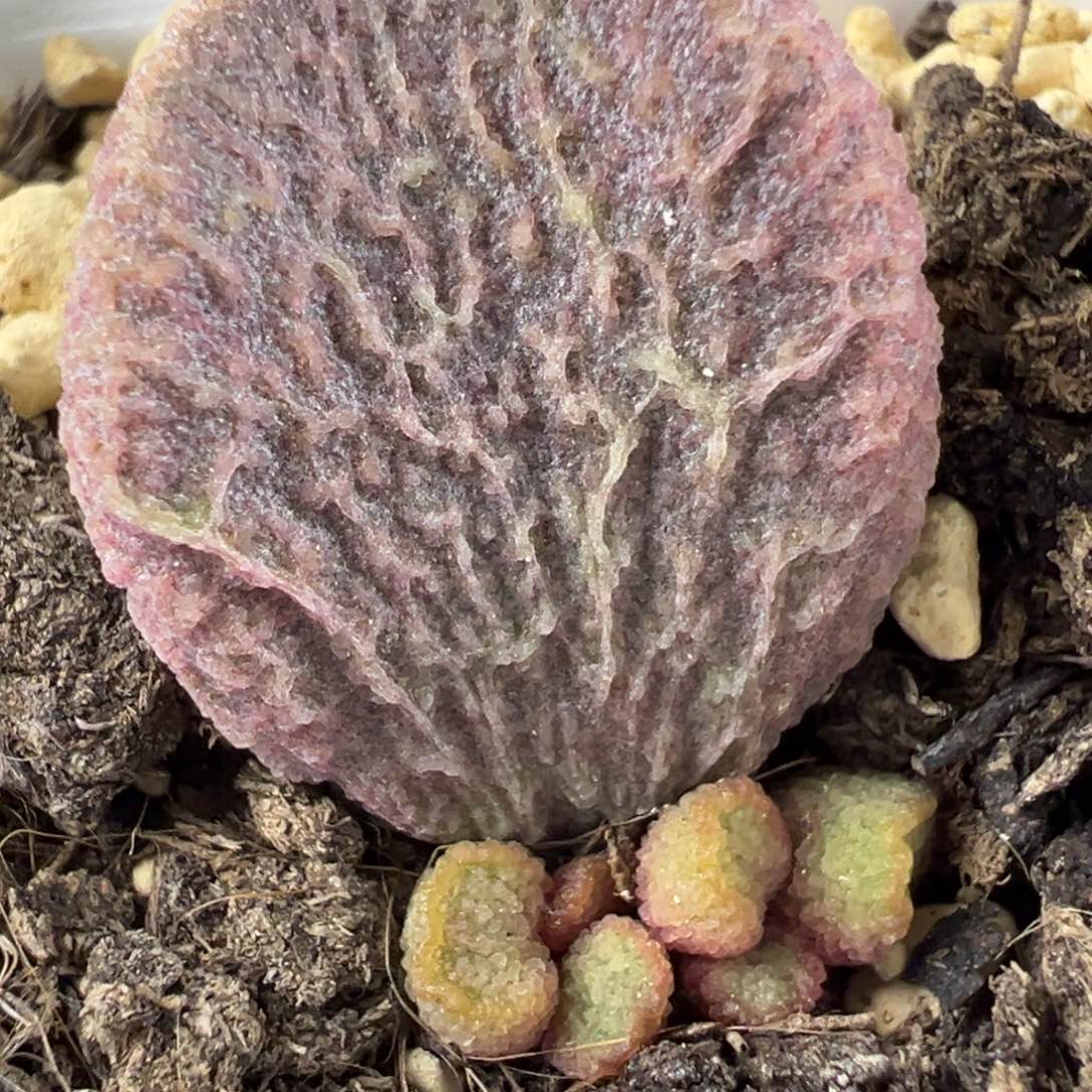 实生新品多肉植物水泡实生新品