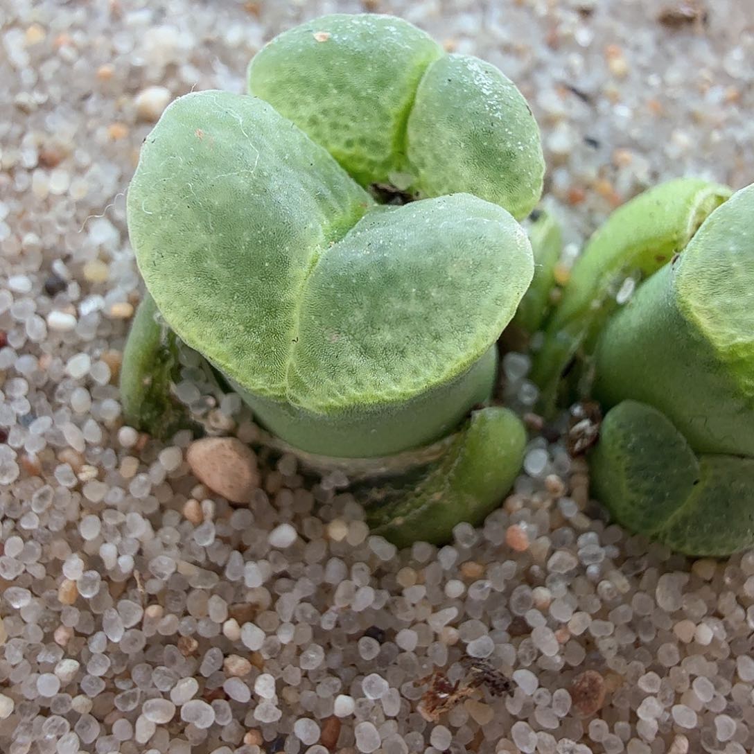 2.16.40/1802.8四头极窗佛肚/多肉植物