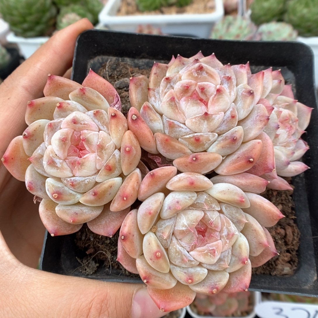 糖心冰魄群生329号。  