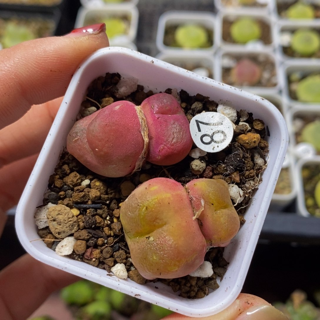 双头两颗（瑕疵）多肉植物