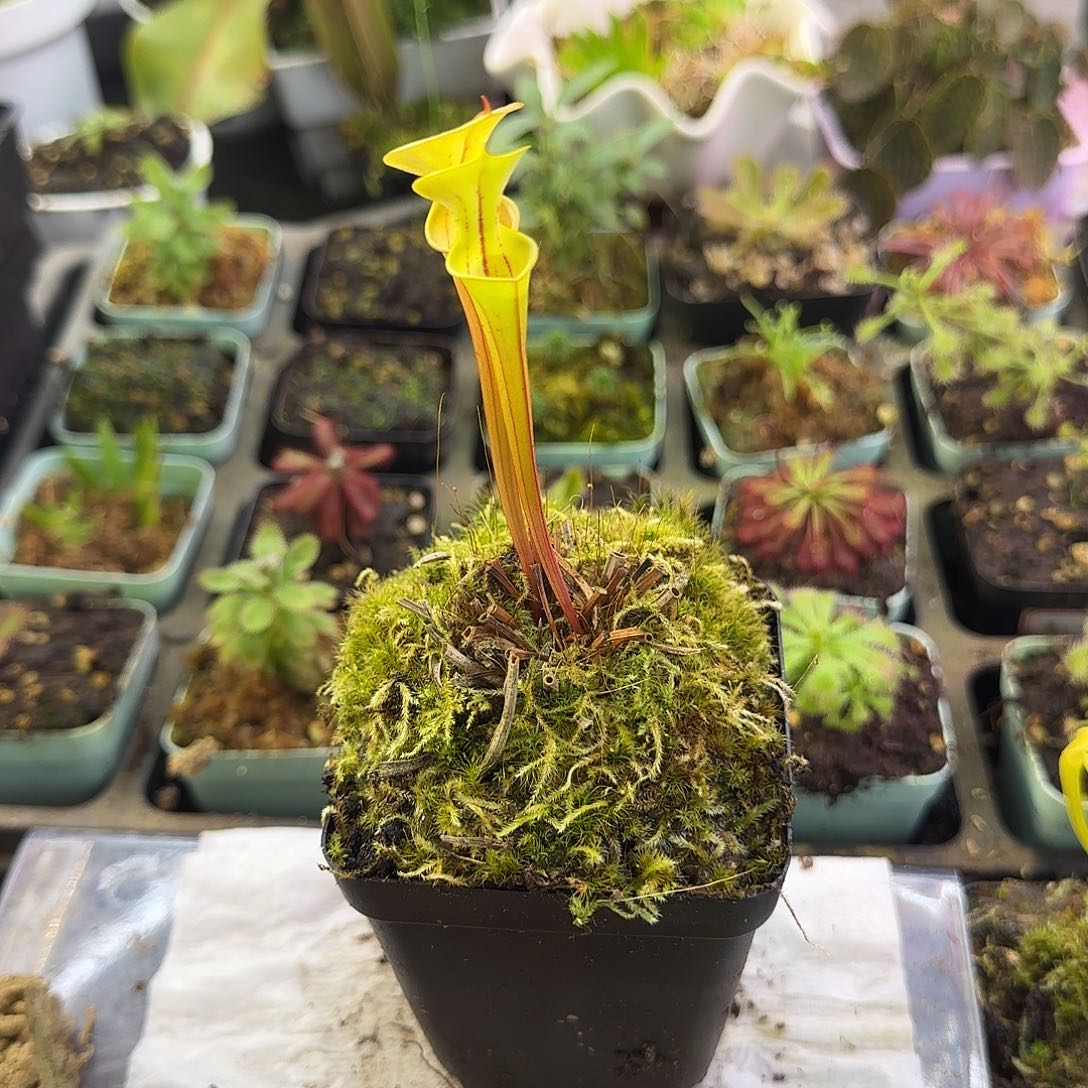 完全开放SF5华丽黄瓶