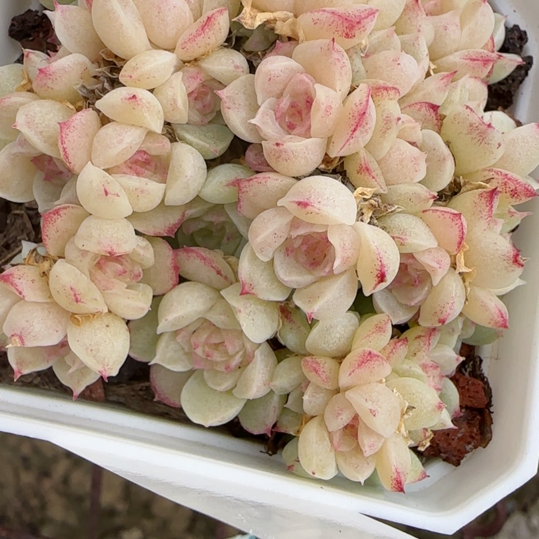 桃*?花语逸境0221-436散