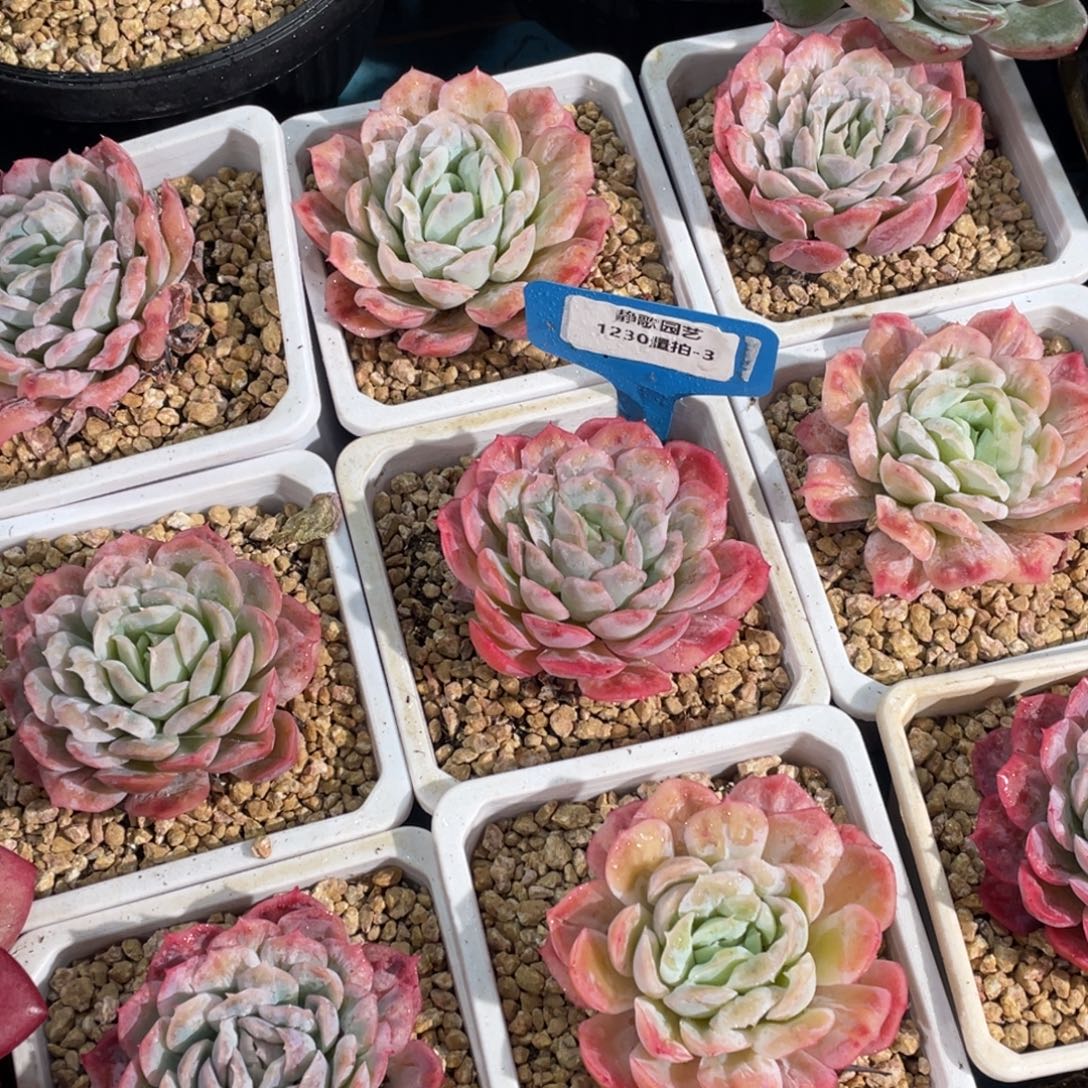 1230-3-泡泡纱裙有品质单头一颗