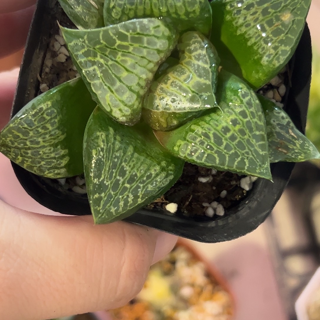 巨大化唐草十二卷多肉植物