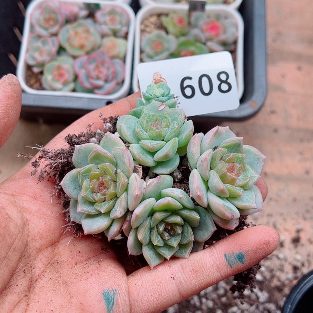 多肉植物多肉植物