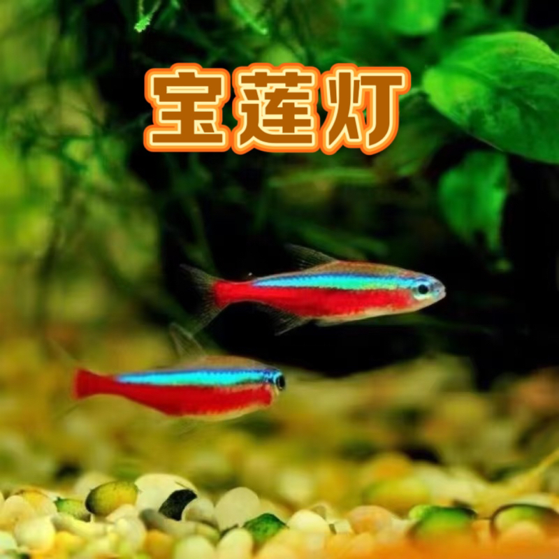 巴西宝莲灯灯科鱼热带淡水小型观赏鱼草缸群游