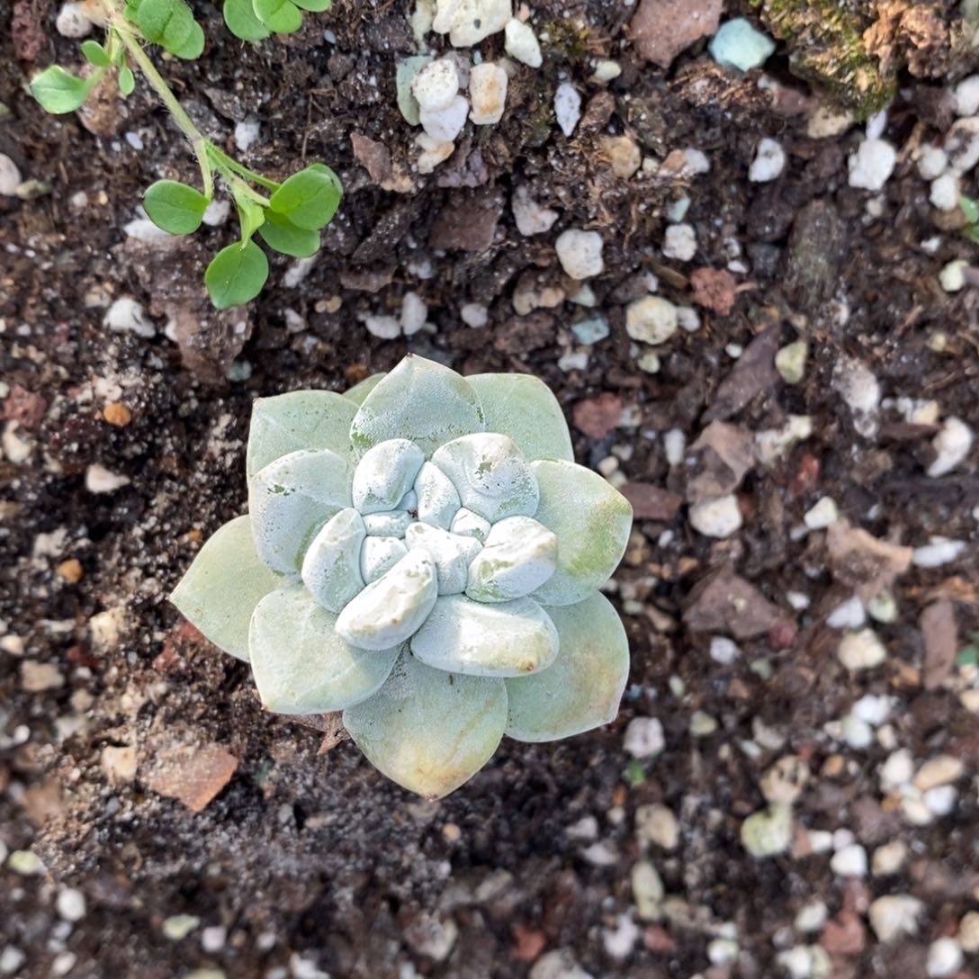 玫瑰叶带土球保温发货，阿叔