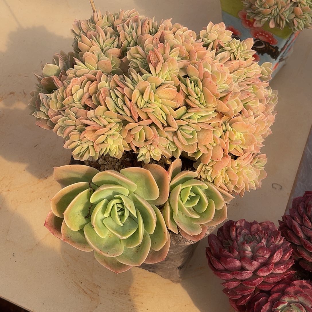 多明戈多肉多肉多肉