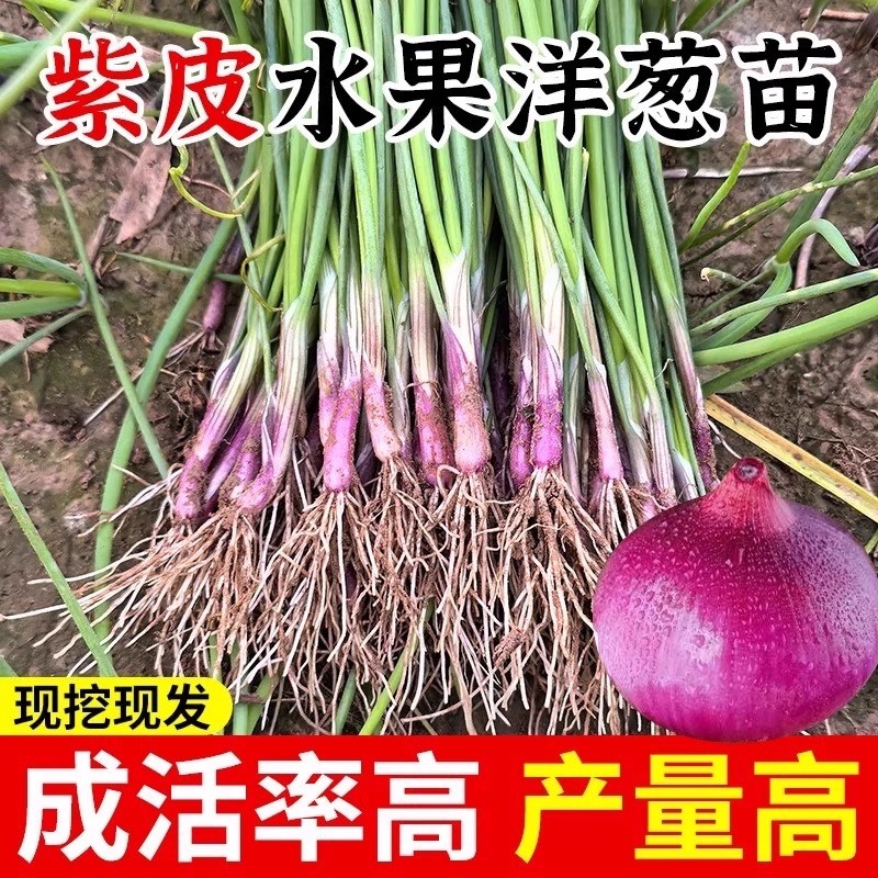 水果洋葱苗山东寿光紫皮洋葱苗带根二红扁圆红皮洋葱头苗子耐寒