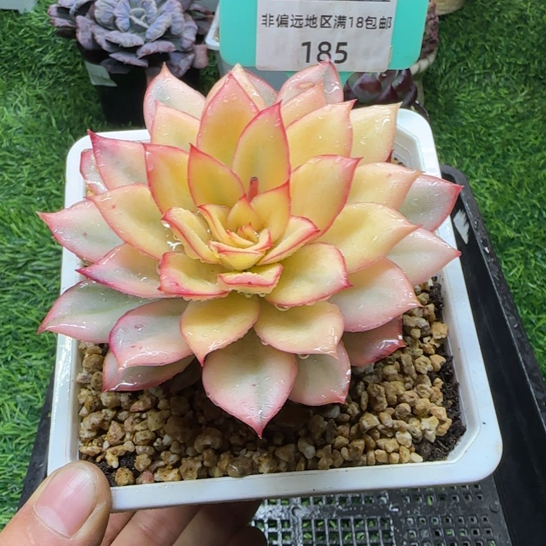 唐二姐多肉编号185