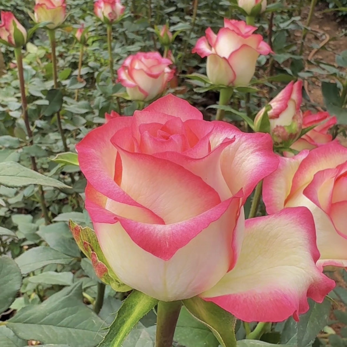 买3送1玫瑰花苗南北方种植四季开花大花浓香型庭院阳台花园