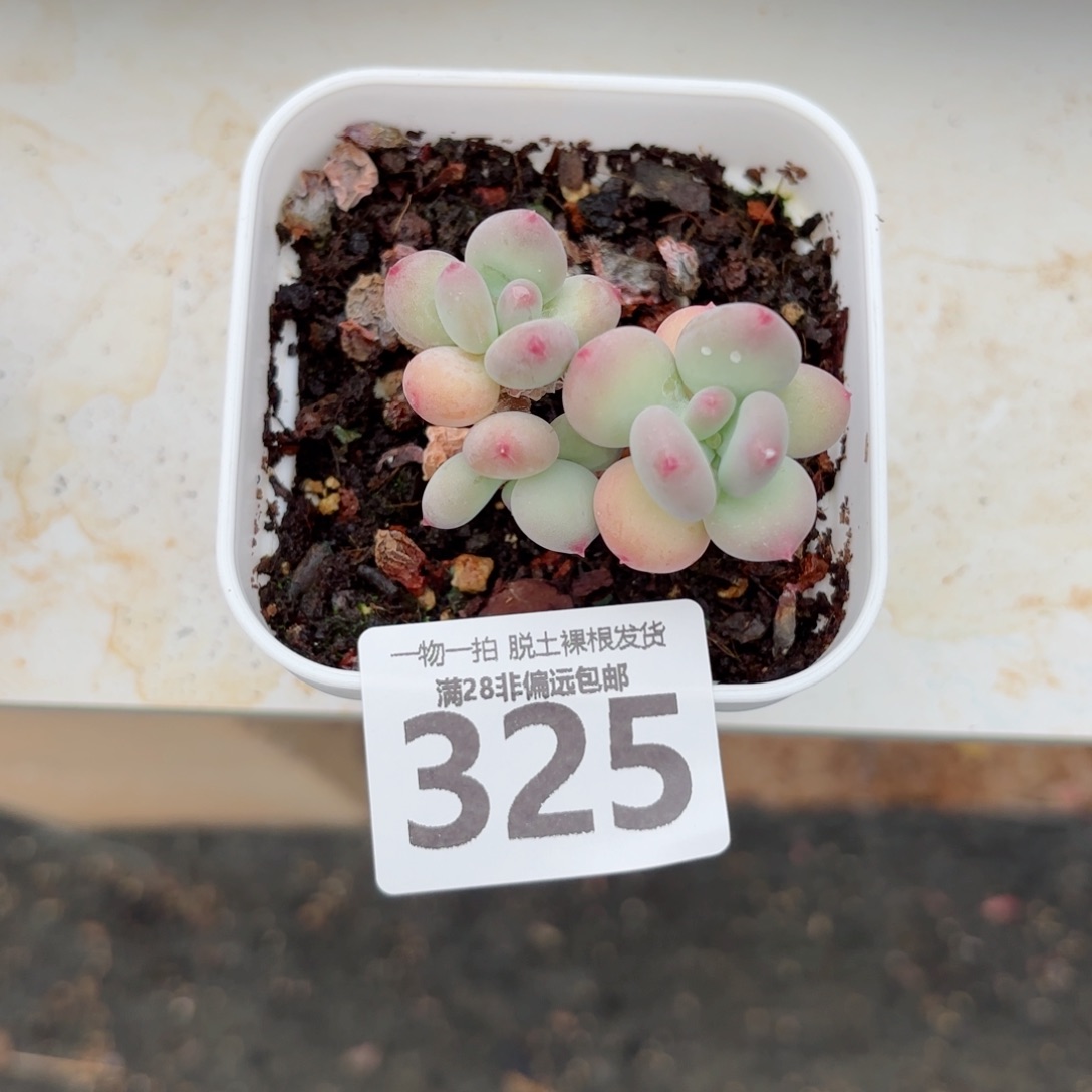 苹果奶老桩无盆土发货