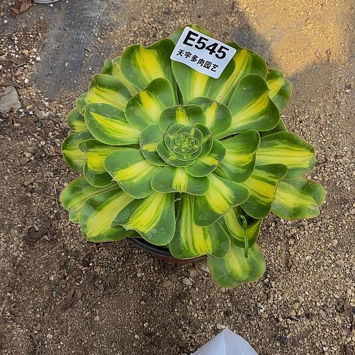 多肉暴君545多肉