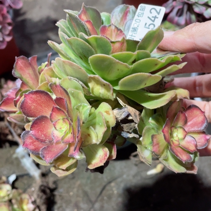 542龙鳞无根多肉123445789