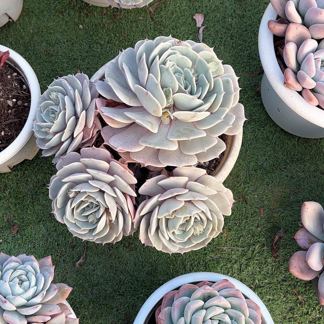 新****司露娜连多肉