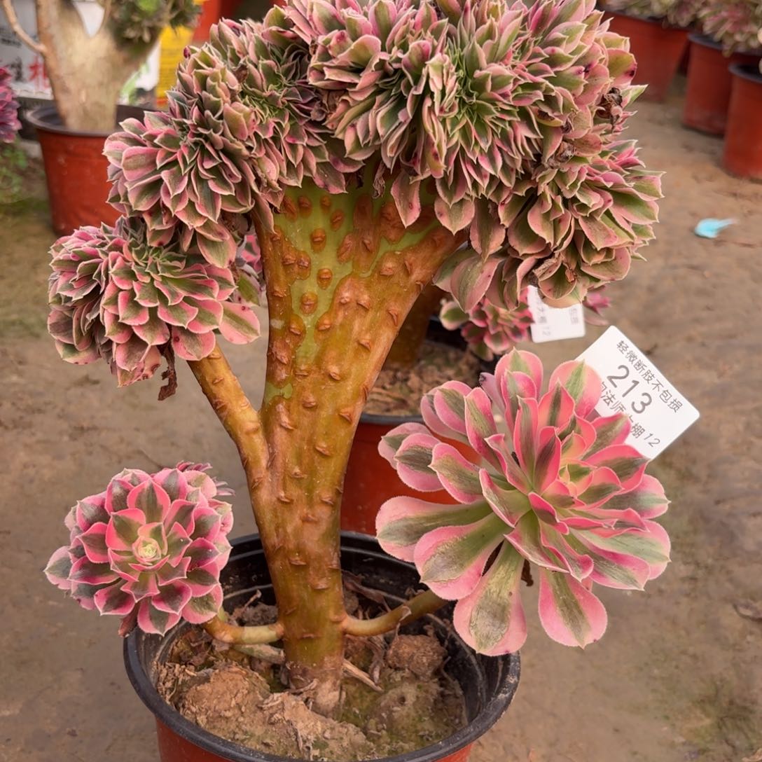 213粉女巫缀化多肉植物