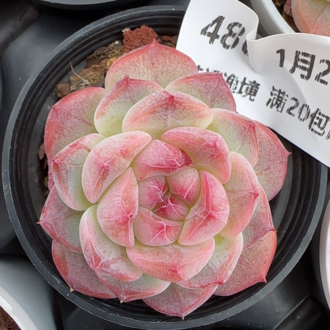 花语逸镜0127-486