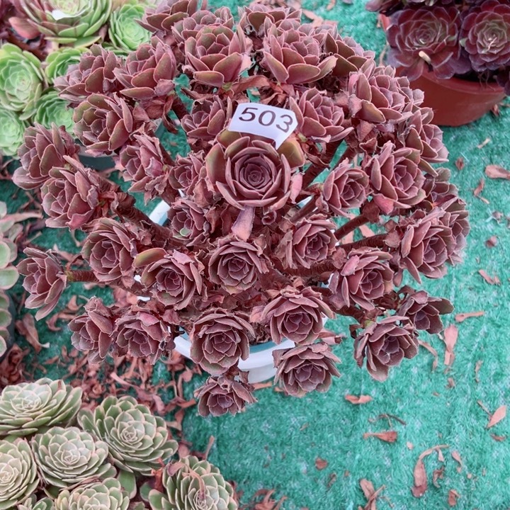 503恶魔之吻法师多肉植物
