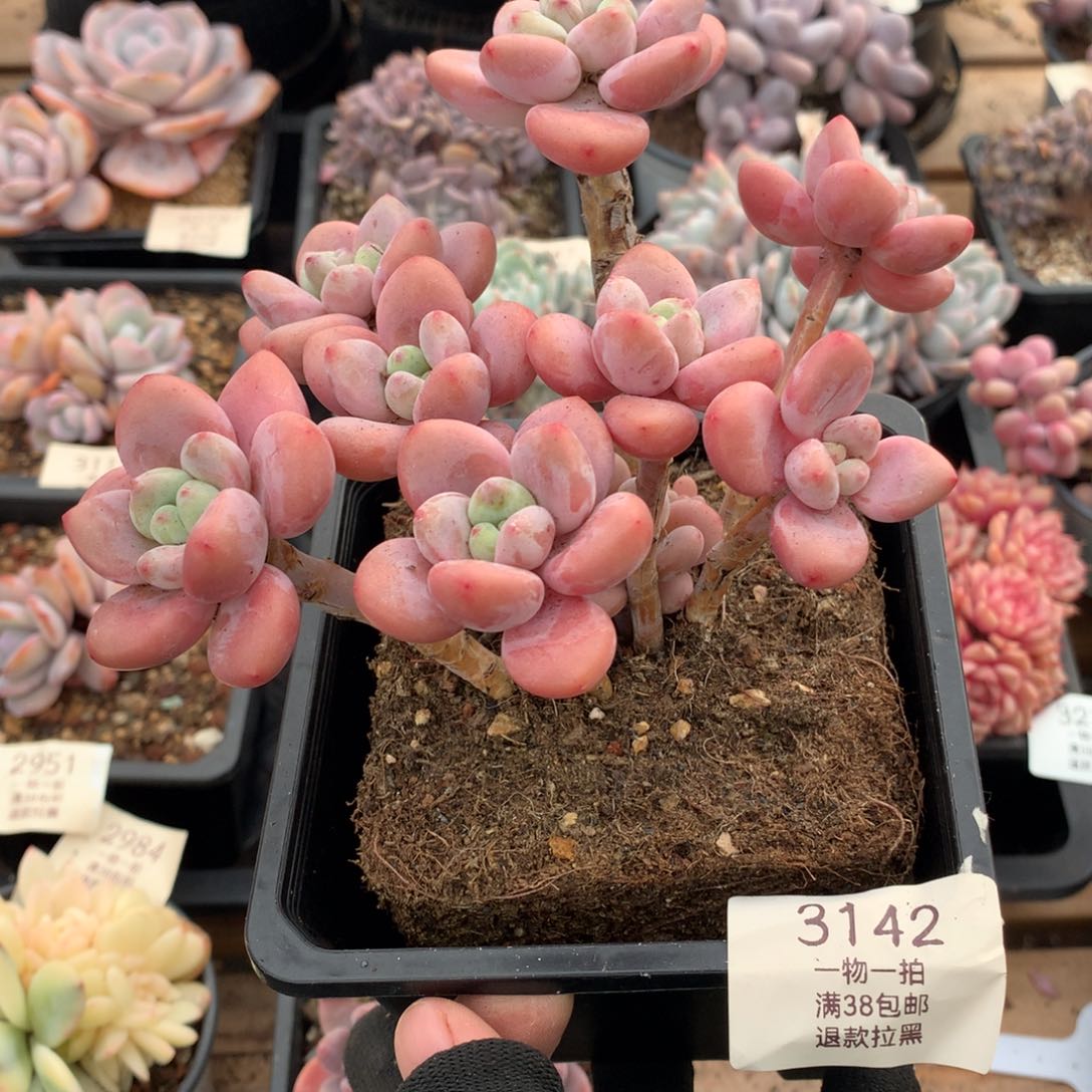15厘米八头香水洛神多肉3142