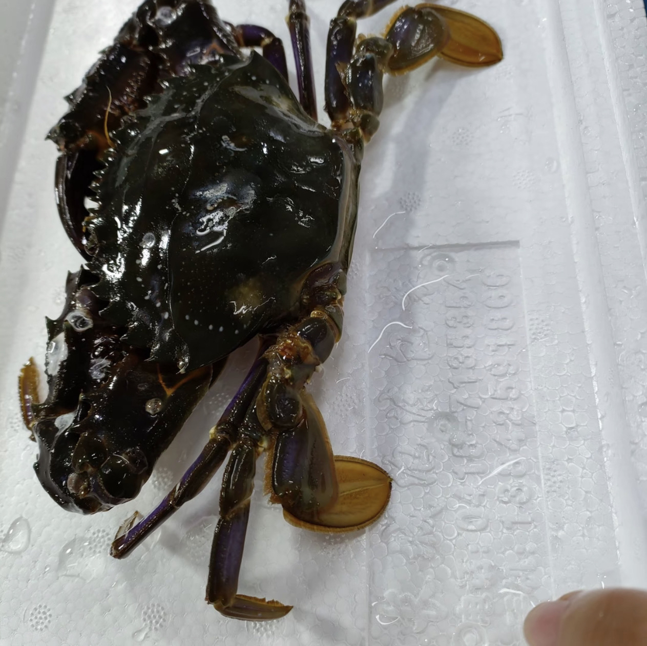 （保鲜不保活）特大精挑野生海捕（赤甲红 青蟹）顺丰包邮