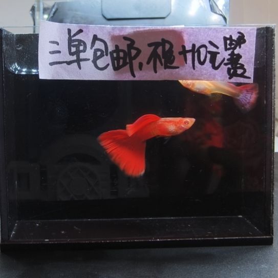 孔雀鱼蛇纹红尾一对