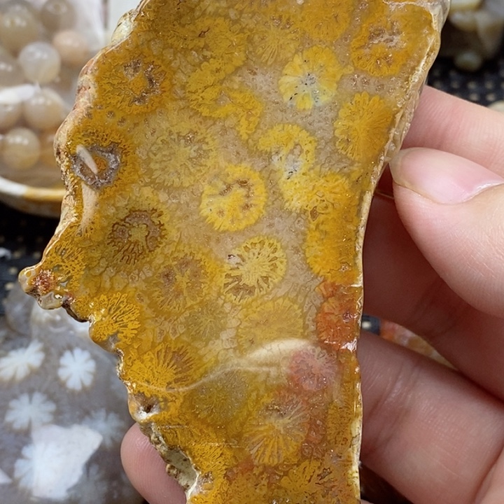 硅化珊瑚（珊瑚玉）颈饰未镶嵌