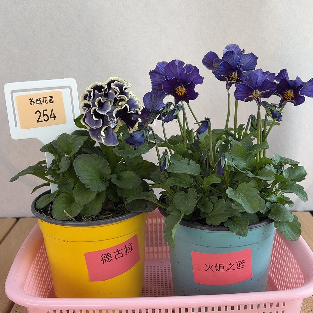 大部分开放少量花苞254