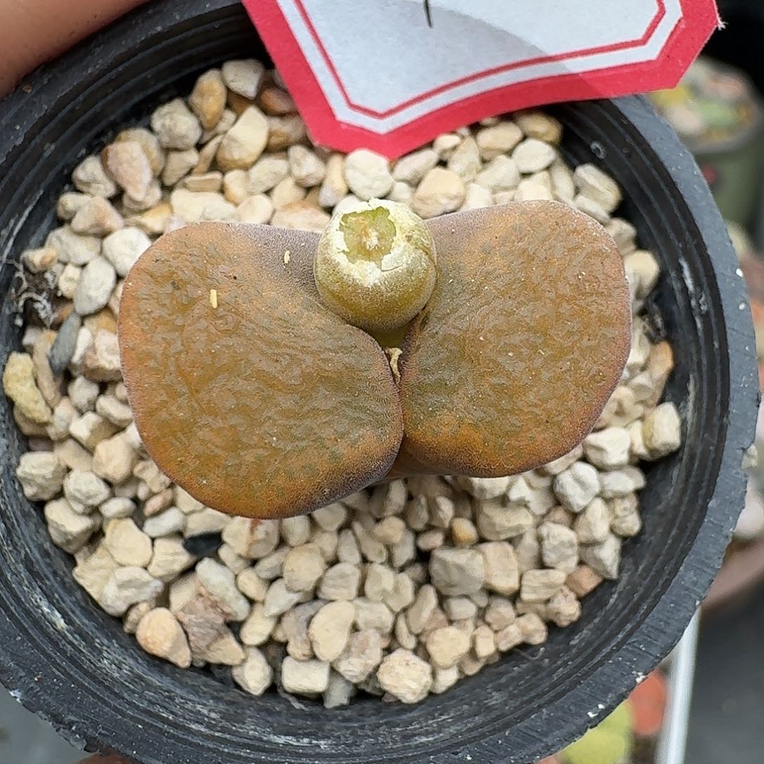 42多肉哈哈哈哈哈哈哈