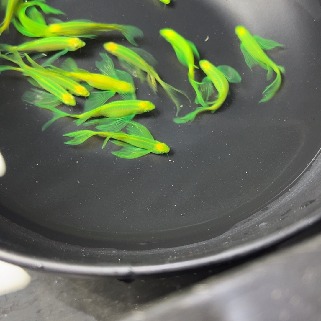 斑马鱼新手轻松上手，包邮包损