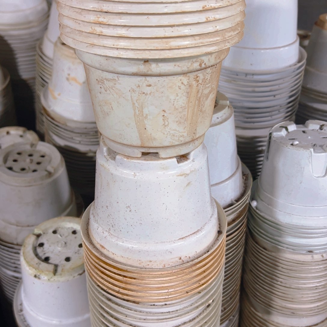 白圆盆15口径11高 45个