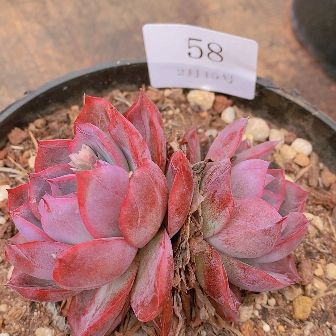 【闪购商品】云58暗夜骑士