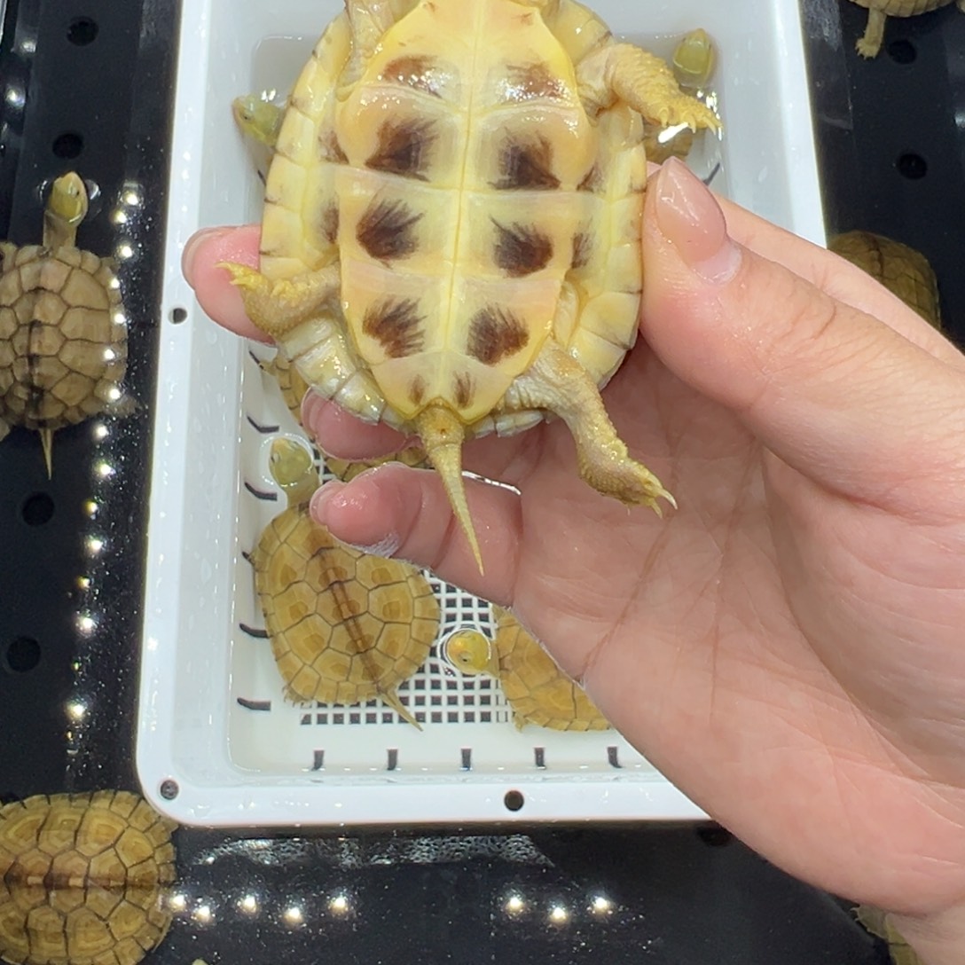 乔***叶绿毛龟母三黄小青龟