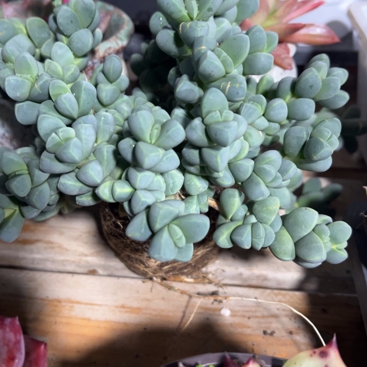 鹿角海棠多肉植物多肉植物