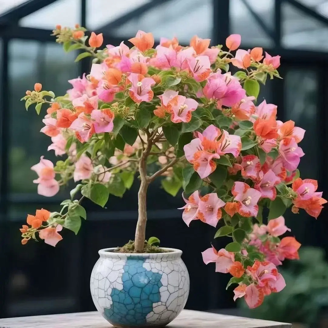 新品勤花三角梅树苗老桩盆栽四季开花耐寒耐热好养活花卉绿植庭院