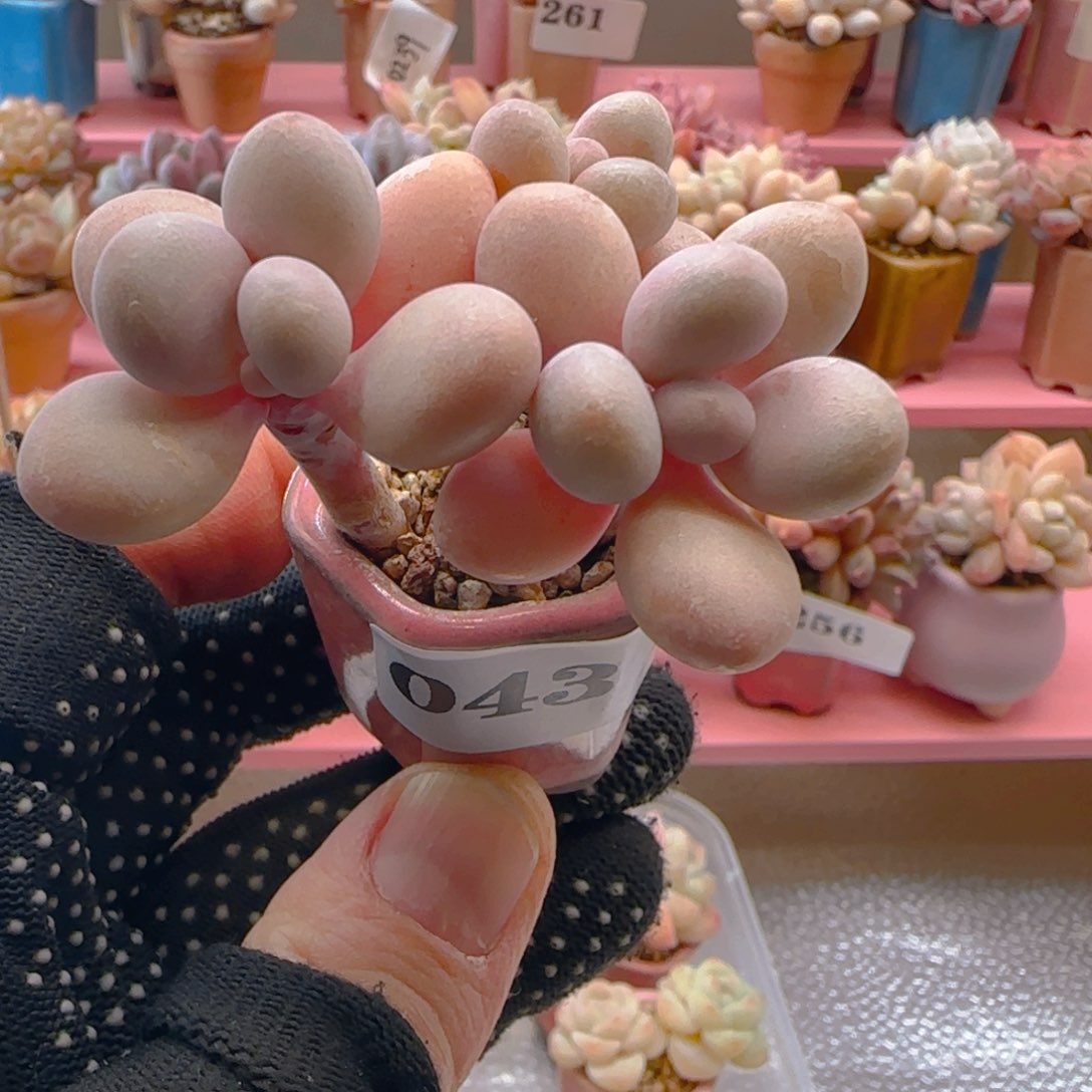 桃蛋043 ，满38包邮非偏远。包邮非偏远。