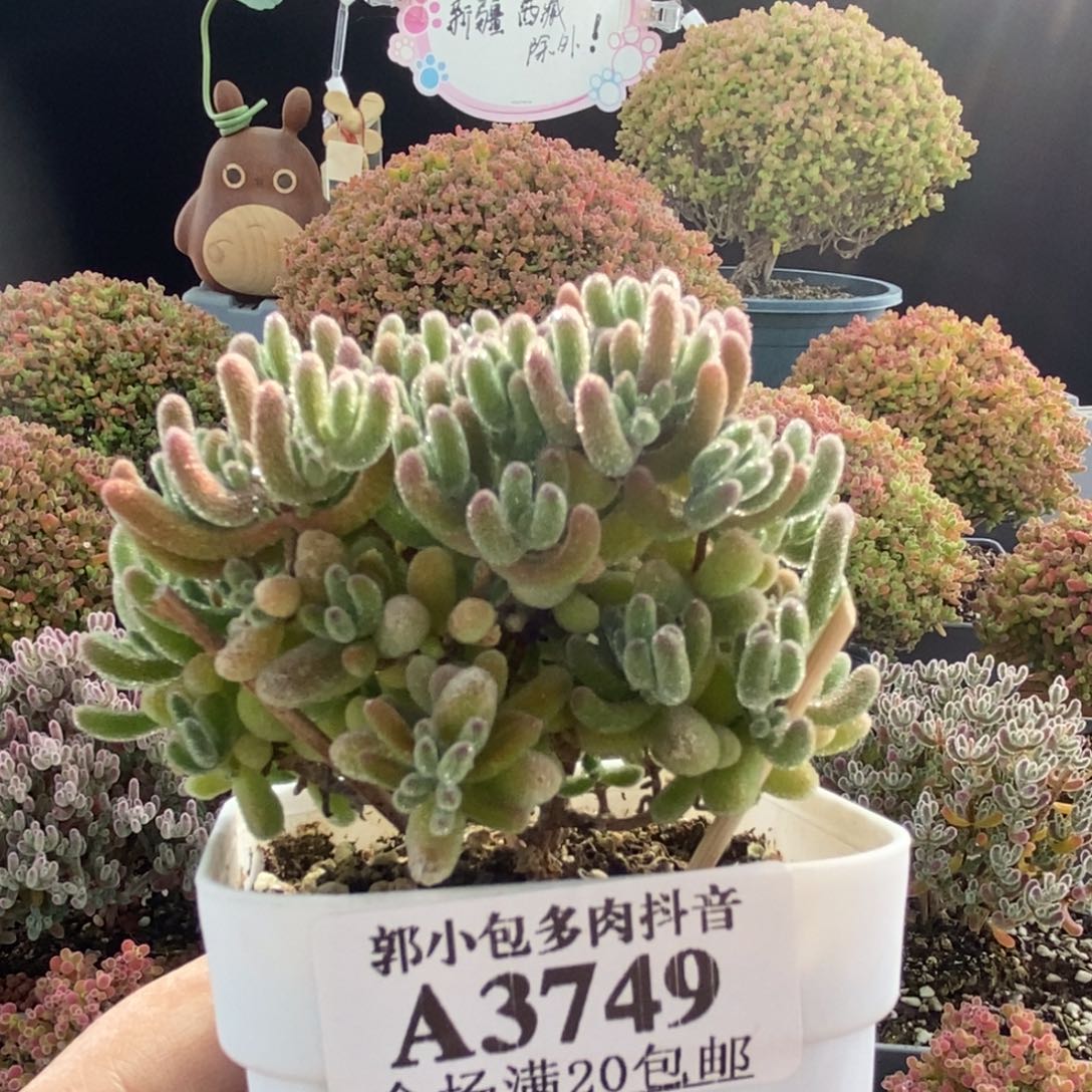 水***烟冰橙3749枝干番杏