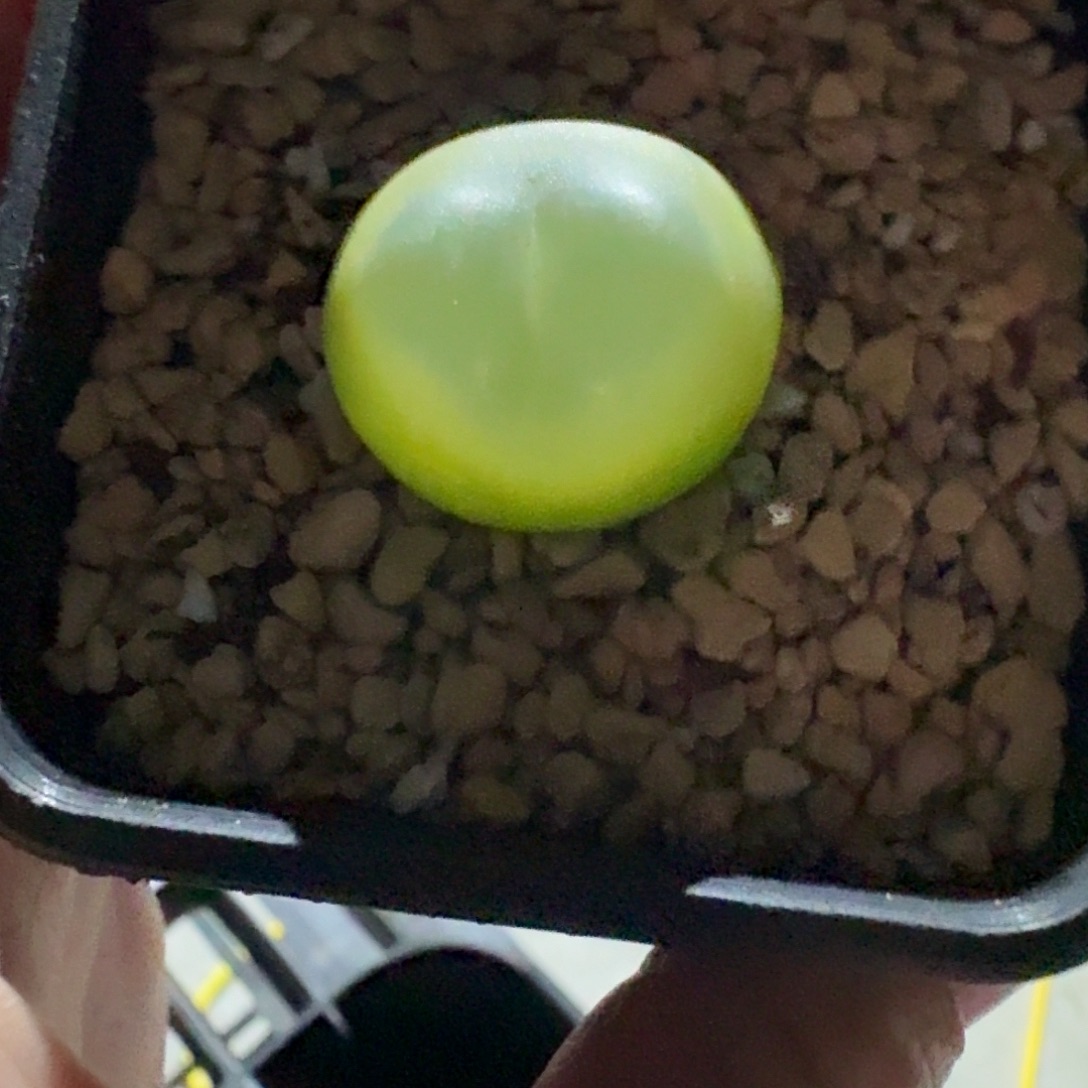 张***岁105。拉登下播福利一颗