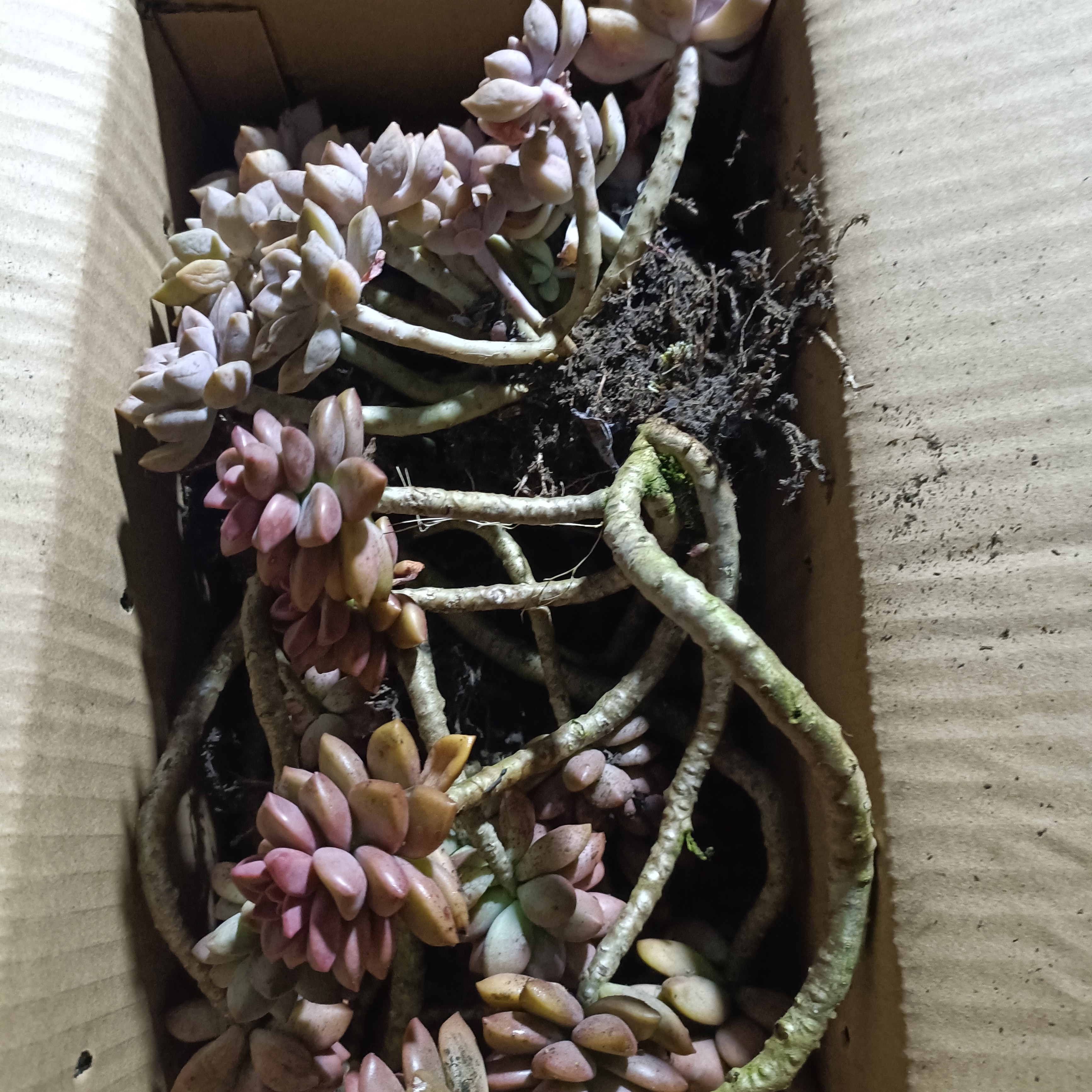 箱拍姬隆叶阿伦培混装，不包售后