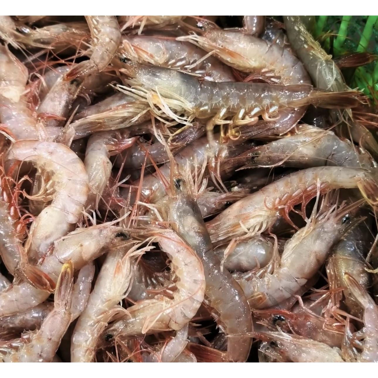 大连野生灯笼红虾（鹰爪虾、大小混装）