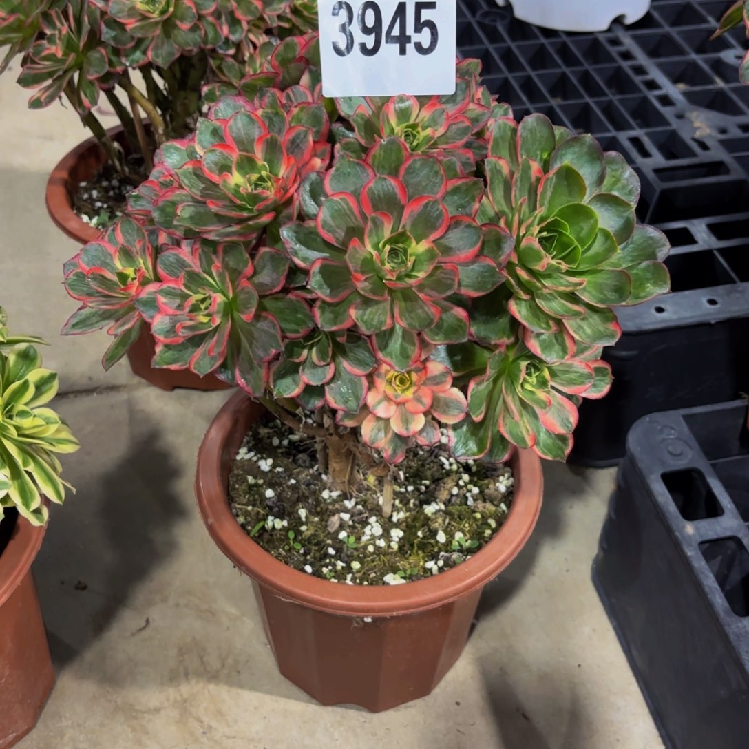 无花朵3945美金锦11111111111