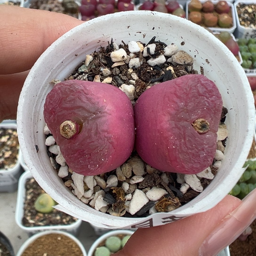 103双毛汉尼带盆土发货