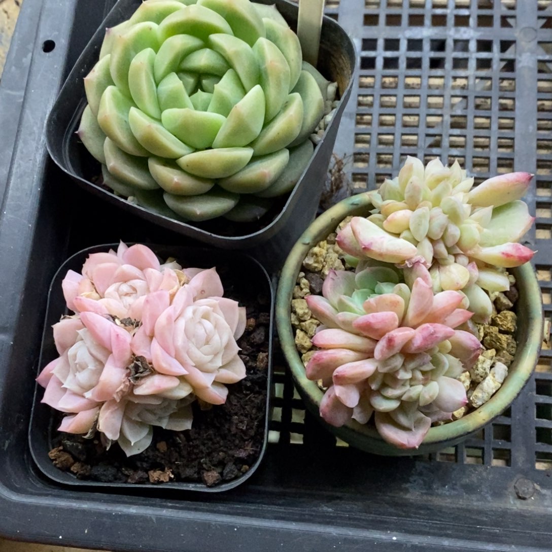 精品多肉一物一拍不包整357