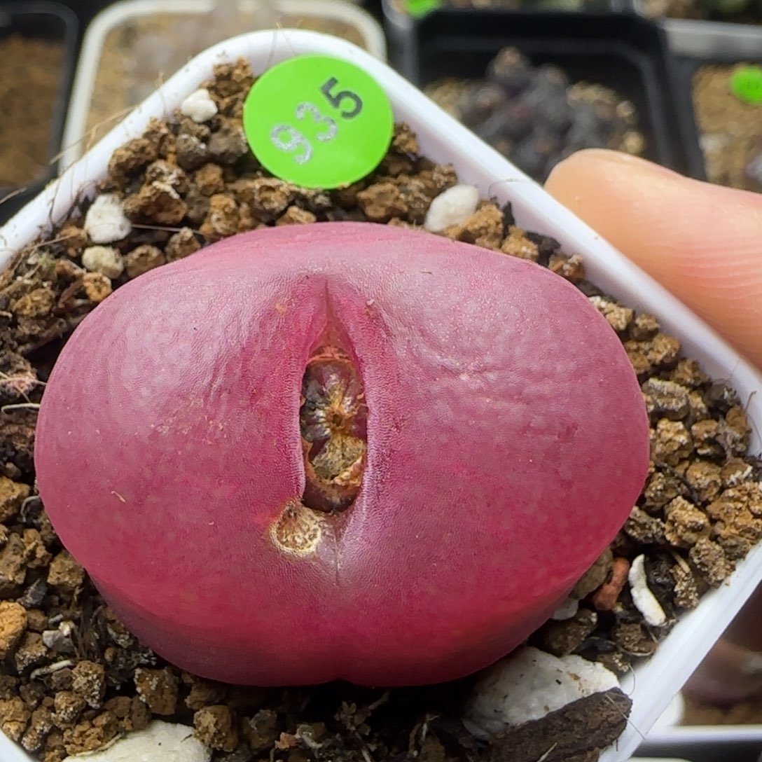 3.2漂亮多肉植物935