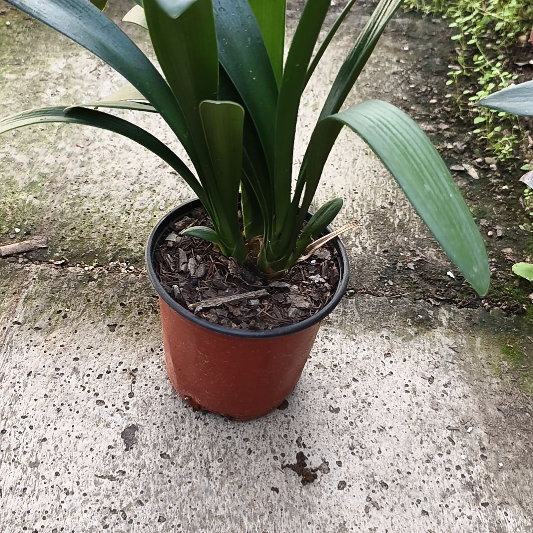 开****当前无花栽培后可以开花翠绿苗三头群兰