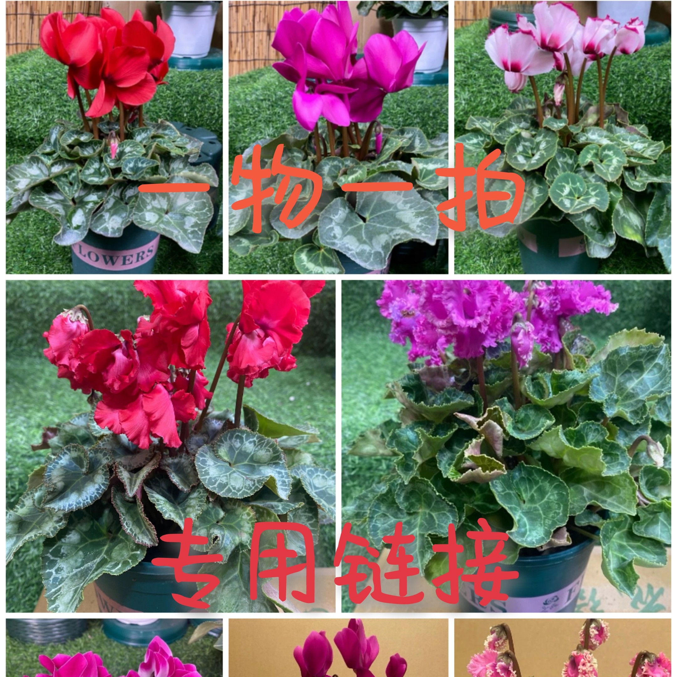 F1代仙客来一物一拍专用链接