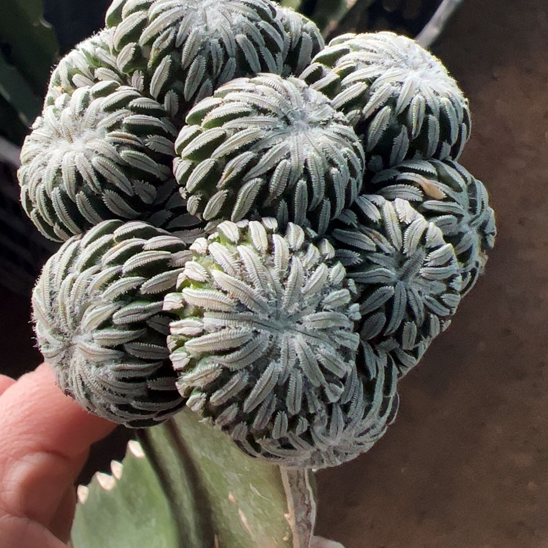 无花朵福利苗接精巧丸群435